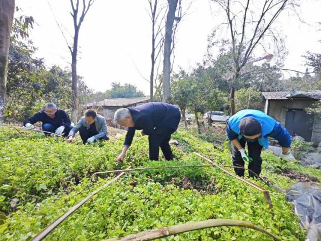 富蘭林騰帆騰業(yè)聯(lián)合黨支部服務(wù)隊 組織開展“清理雜草 助力育苗”活動